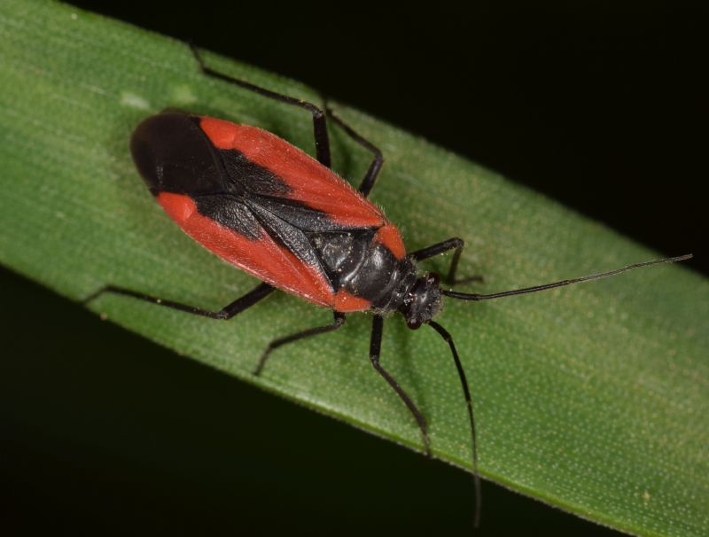 Miridae: Dionconotus neglectus (Fabricius, 1798) f. major Wagner, 1968